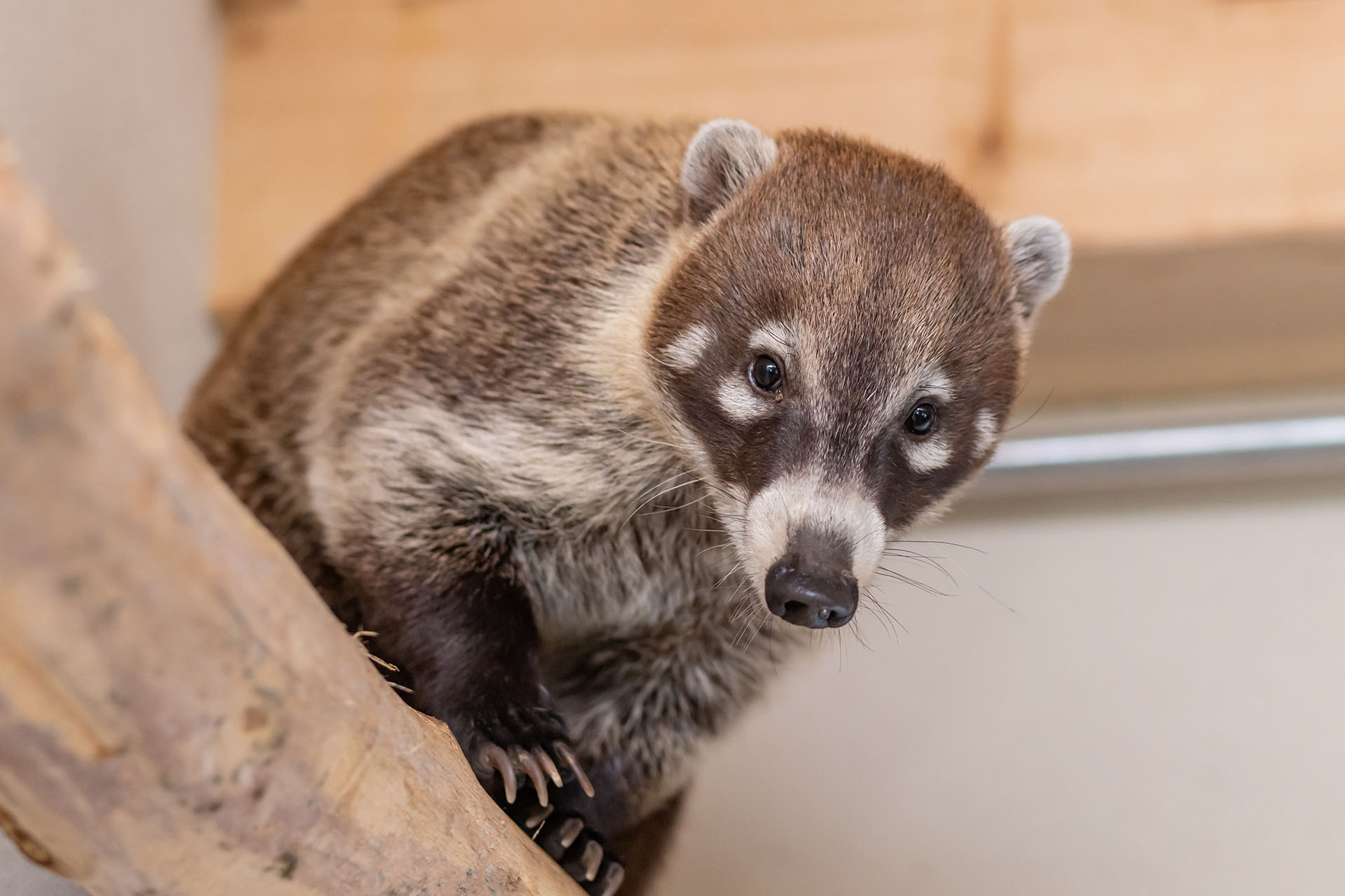 Nasenbär im neuen Gehege