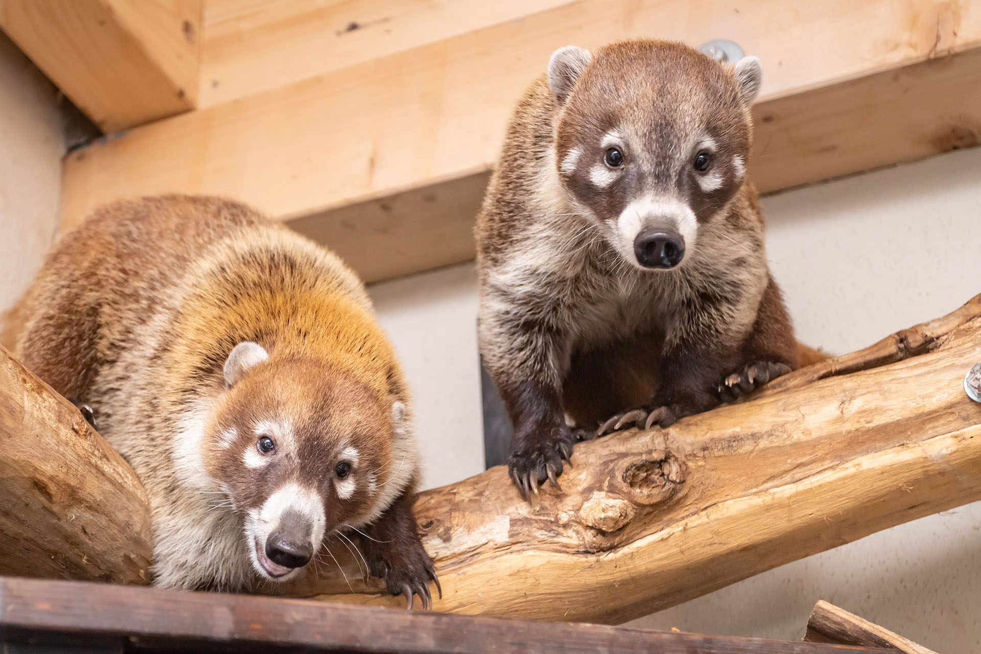 Nasenbären im neuen Gehege